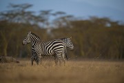 Exploring the Wonders of Kenya: A Wildlife Safari Adventure