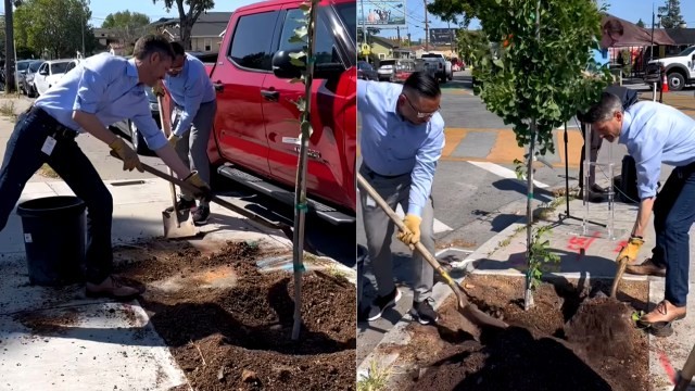 San Jose vandal who destroyed freshly planted trees arrested