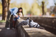 Bird Pest Control Melbourne - Safe & Humane Bird Removal