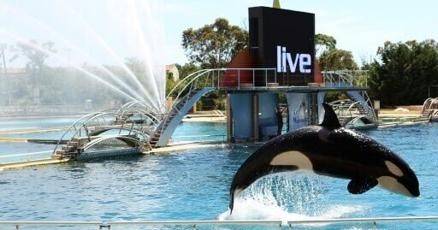 Worry for orcas in French marine park spikes after video