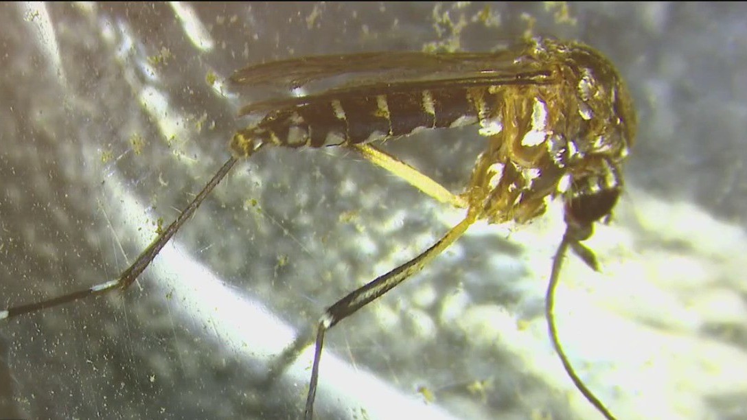 Dangerous, non-native mosquito species spreading in San Jose