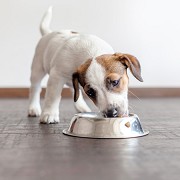 Five Things to Consider When Choosing a Portion of Dog Food