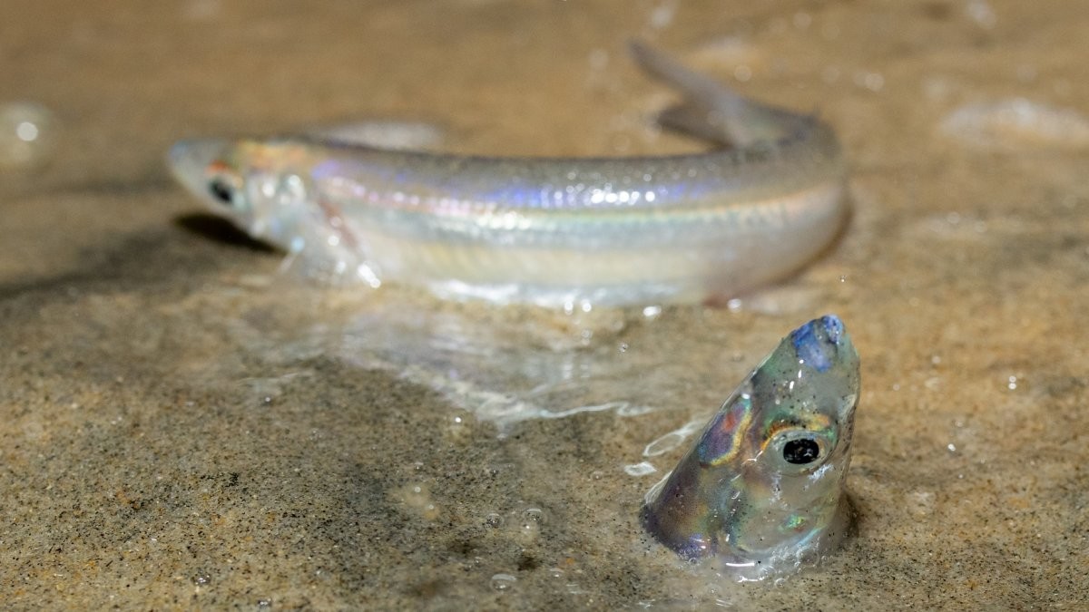 If you'd like to see a fish on land, pencil in ‘Grunion Time' this spring