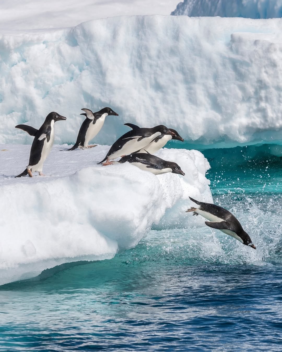Making a splash for #WorldPenguinDay ?? #DidYouKnow a group of penguins on land is called a waddle, and in the water the...