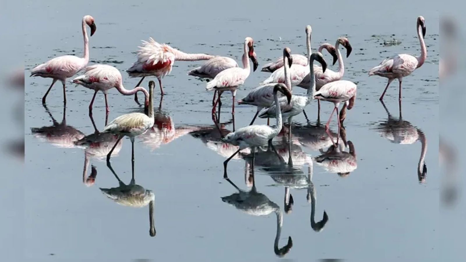 Visitors flying drones pose major threat to flamingos at wetlands in Navi Mumbai