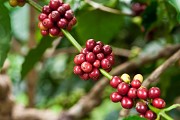 Here What People Are Saying About Growth In Coffee Market In U.S.
