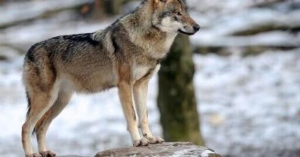 Unlikely wolf pair sparks row in rural France