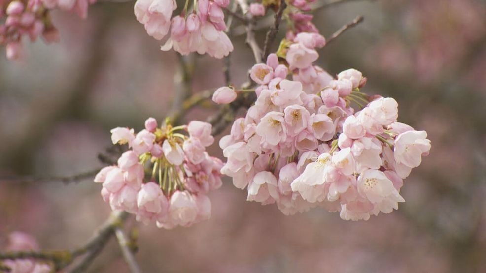 PHOTOS: Portland's cherry blossoms welcome spring to the Pacific Northwest