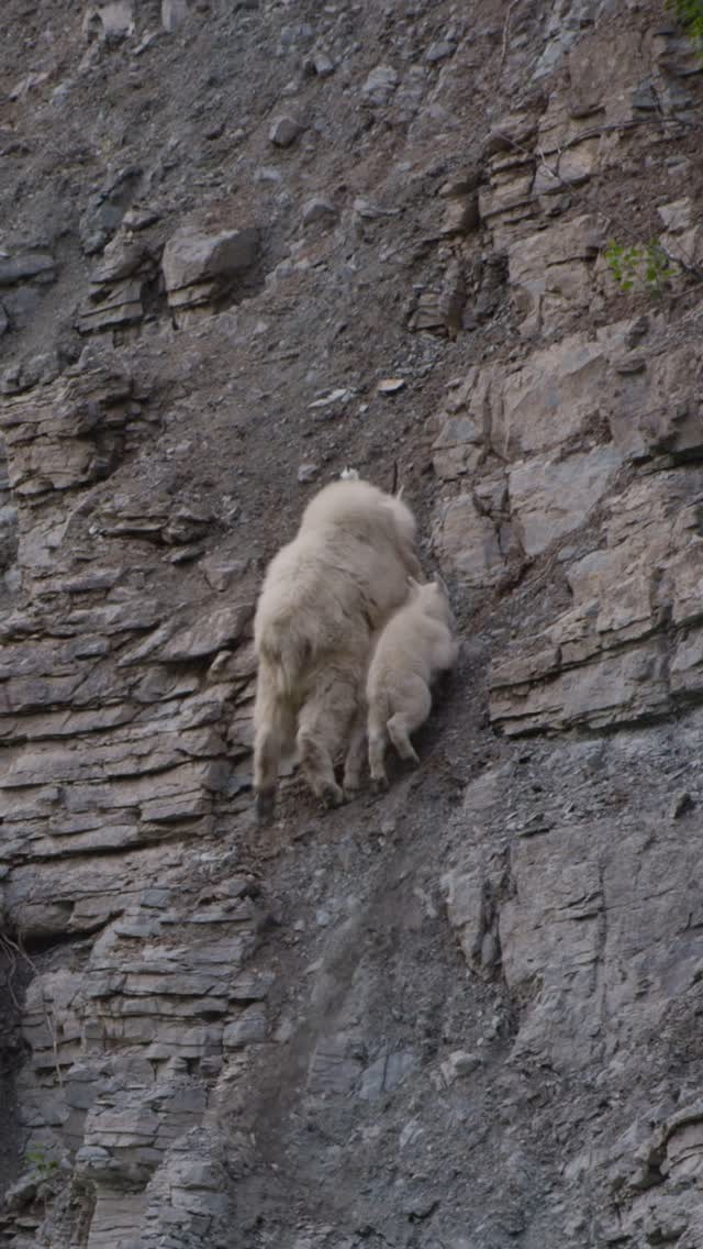 Mountain goats can scale near-vertical cliffs with ease—thanks to their split hooves and rough pads that grip even the t...