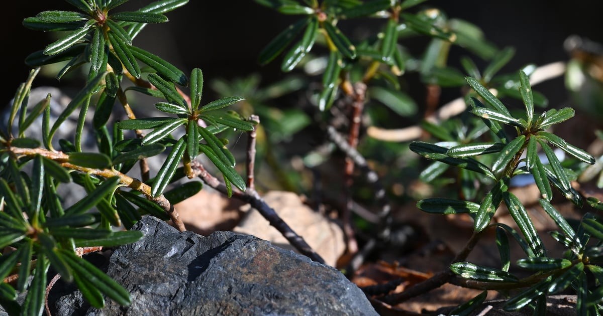 Unpredictable Alaska winter and spring are keeping gardeners guessing