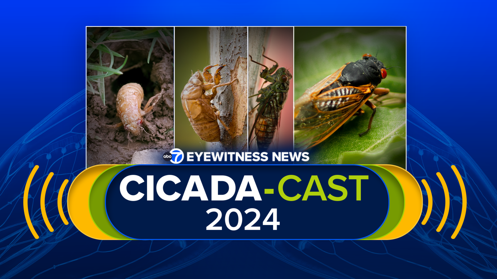 ABC7 Chicago Cicada-Cast 2024 breaks down latest on Illinois emergence