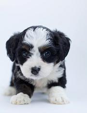 Tips to Raise a Puppy for New Owners