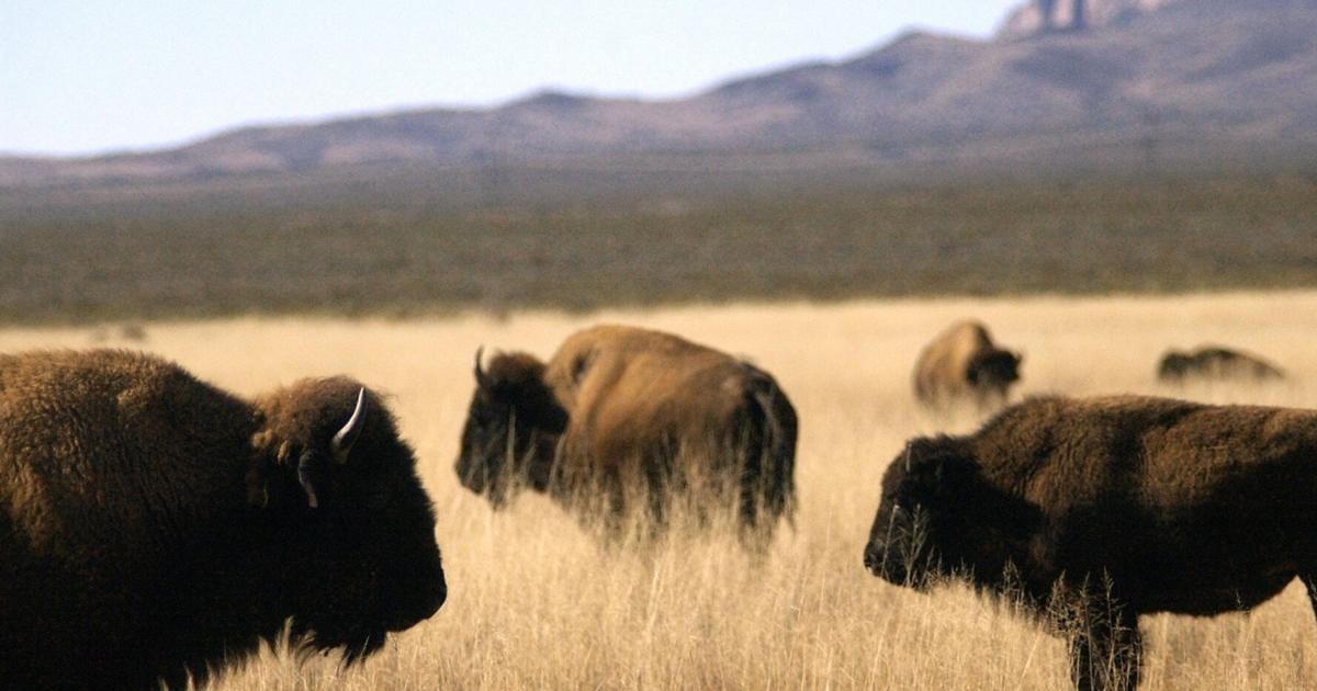 Bison are already iconic, but new research also looks at their role in carbon storage