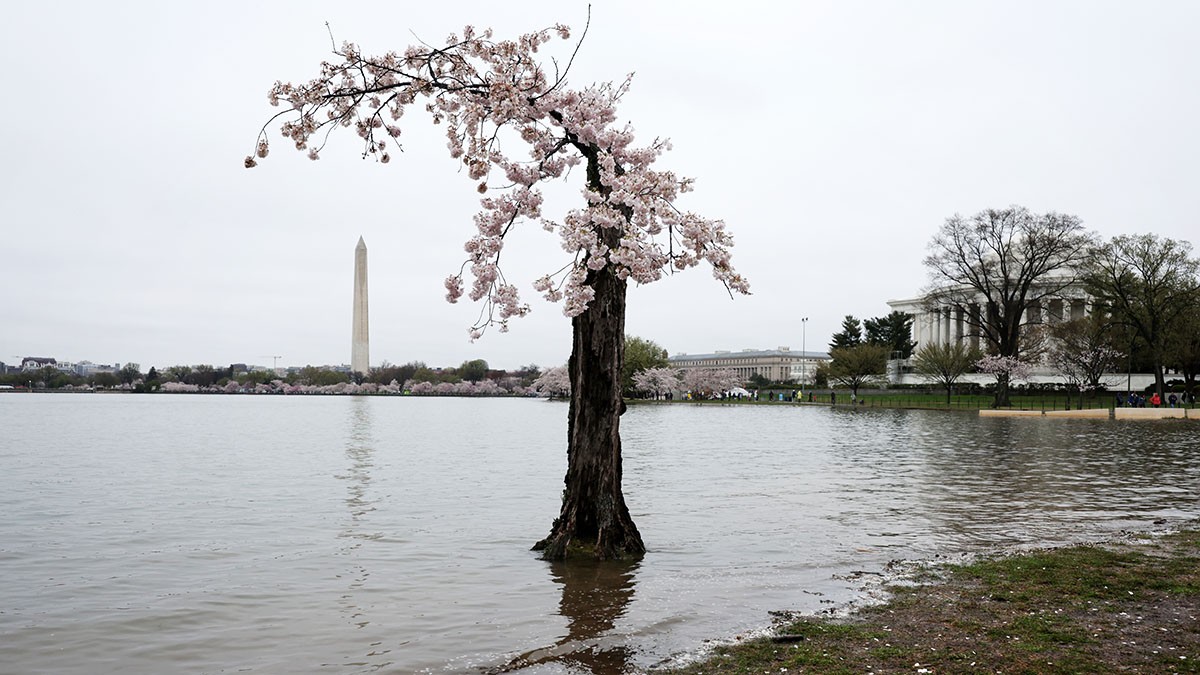 Long live Stumpy: Iconic cherry tree removed from DC's Tidal Basin