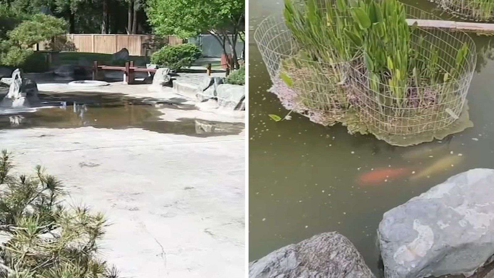 San Jose's beloved Japanese Garden has empty Koi ponds