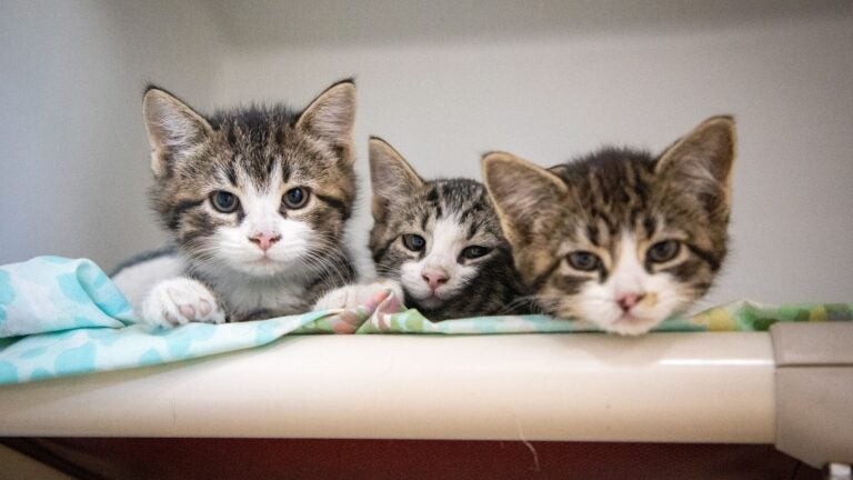 ARL asks residents to look out for outdoor cats facing harsh conditions amid surge of kitten births