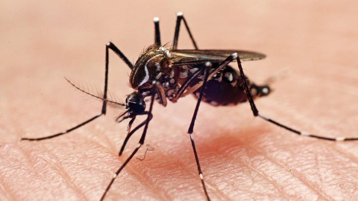 Miami-Dade County reports most cases of dengue in the US, mostly travel-associated: CDC