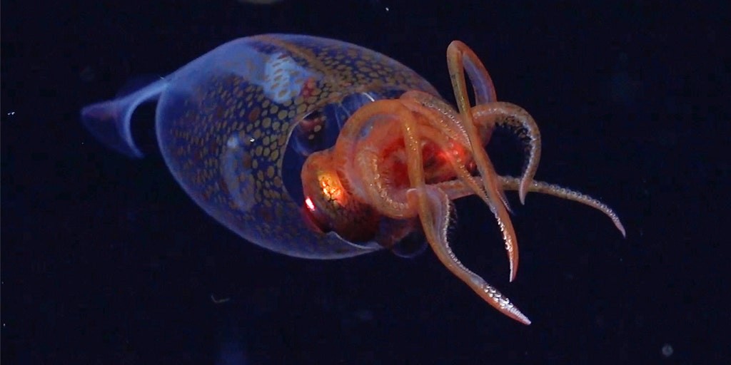 Rare colossal baby sea creature caught on camera for the first time
