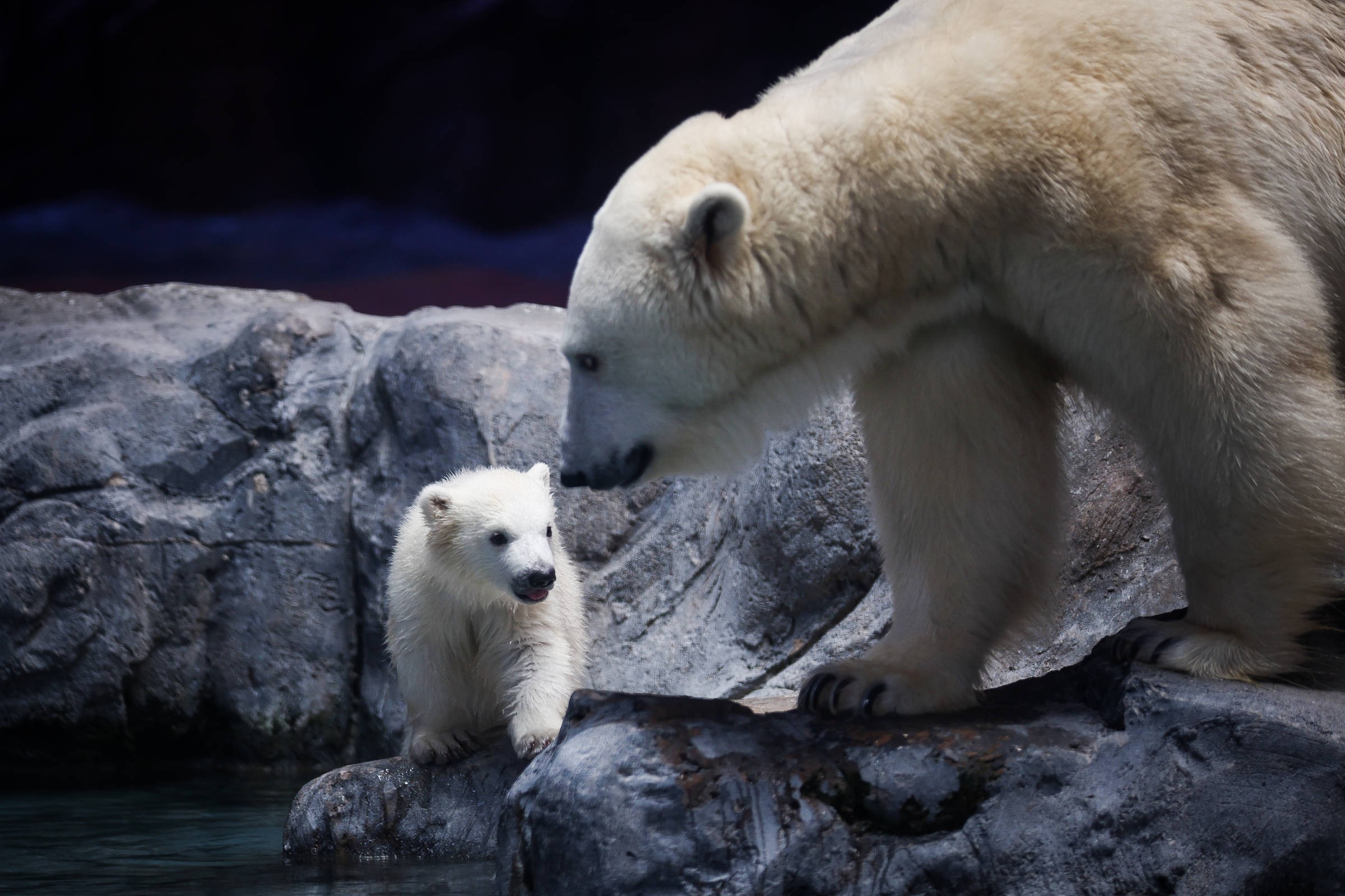 Nur, the Polar Bear Born at the São Paulo Aquarium - 20/03/2025 - São Paulo 