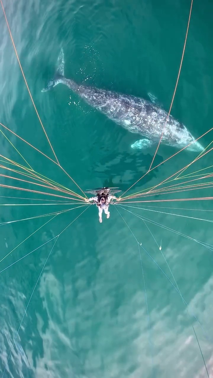 ?? + ??: @skypacking ''‘Tis the season (whale season). Thousands of grey whales migrate to the coasts of Mexico’s Baja Pe...