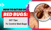 How To Get Rid of Bed Bugs?