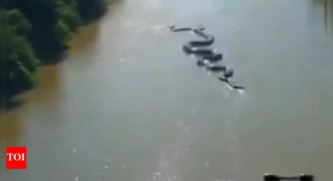 Watch | Giant anaconda crawls through the Amazon goes viral, sparking debate over its reality | 