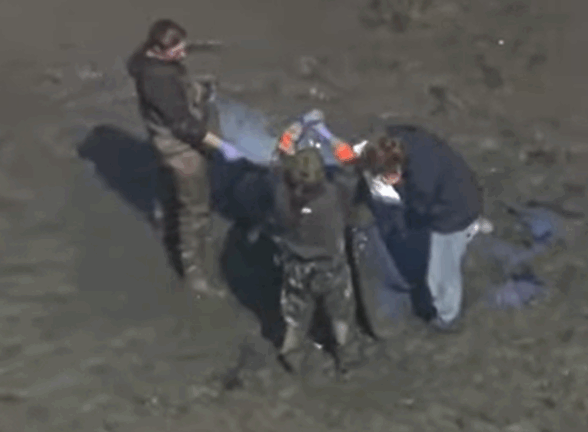 Stranded dolphin euthanized in Danvers despite rescue efforts