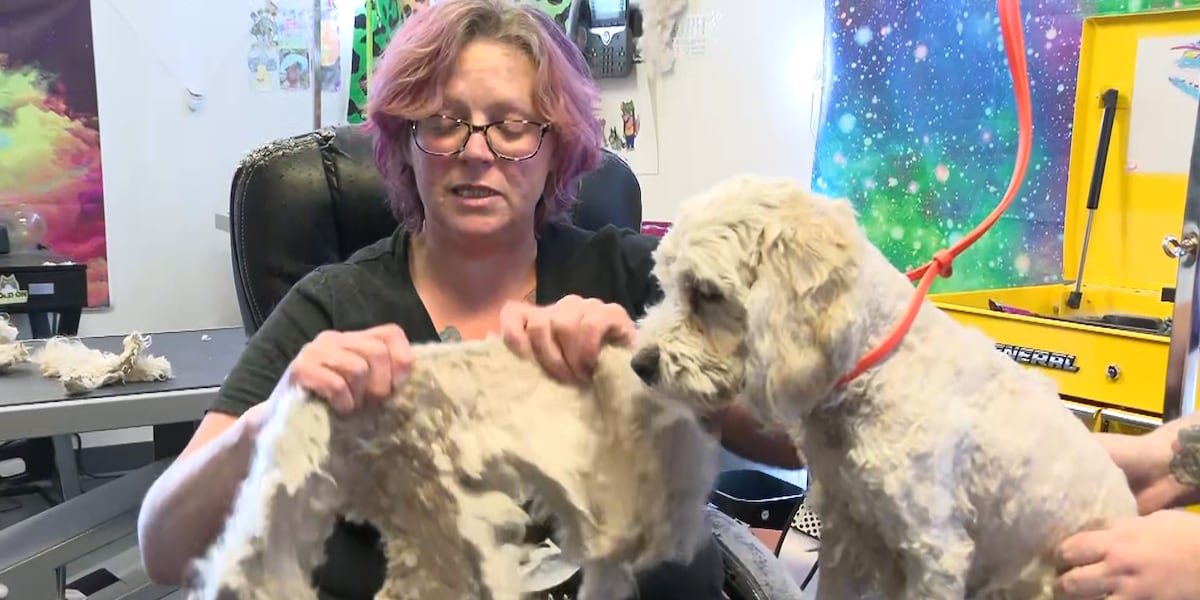 Las Vegas dog grooming business provides free cuts for homeless dog owners