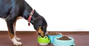 Decoding the Canine Diet Unveiling Authority in the Best Dog Food Brands