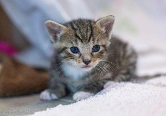 Want to foster shelter kittens? Front Street Animal Shelter will show you how