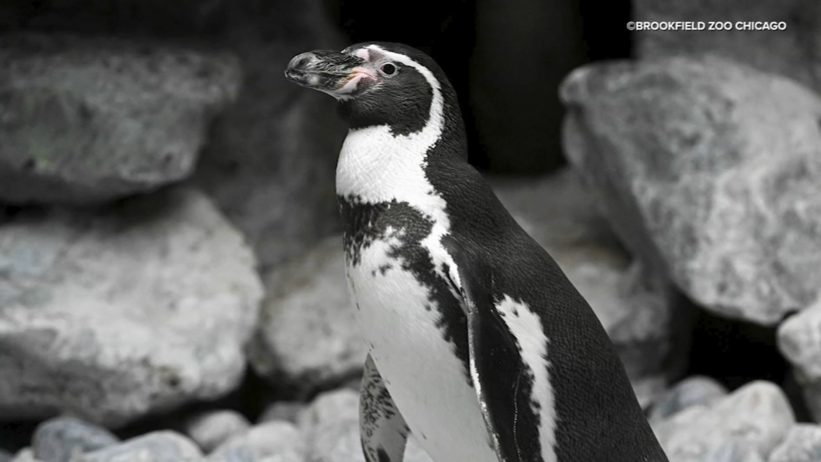 'World's Favorite Penguin': Vote for Brookfield Zoo Chicago's Pepe the penguin