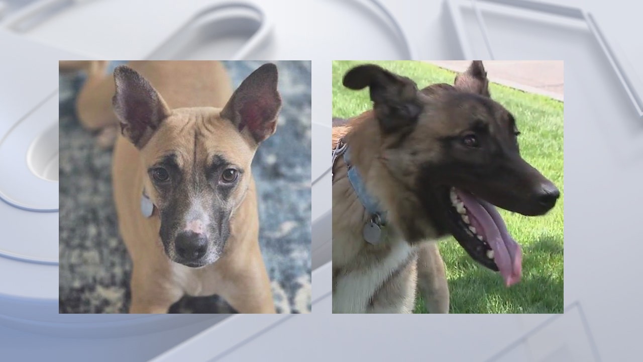 Meet Patrick and Hugo: Adoption fees waived for HALO Animal Rescue long-timers